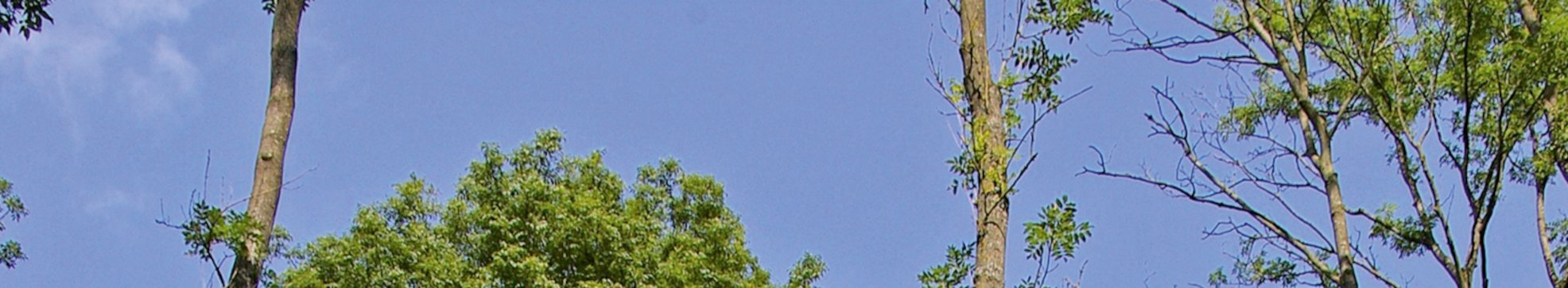 Laubwald mit zurücksterbenden Kronen