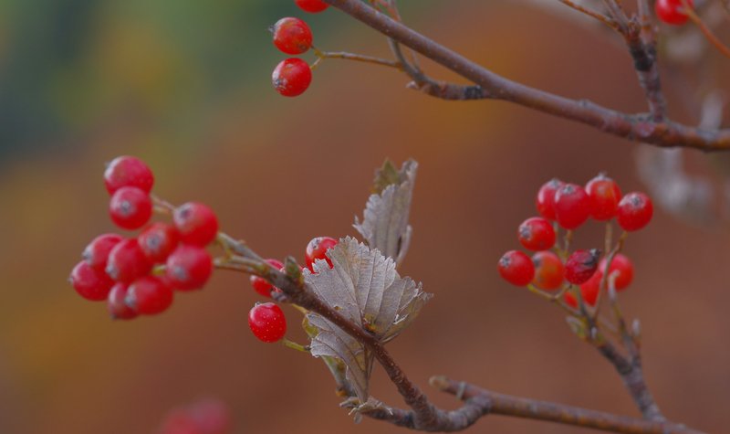 Branches with red fruits