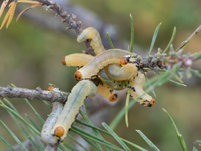 grünliche Raupen auf einem Kiefernzweig