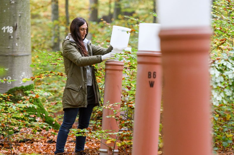 Mitarbeiterin entnimmt Wasserproben aus stehenden orangen Baurohren im Buchenwald
