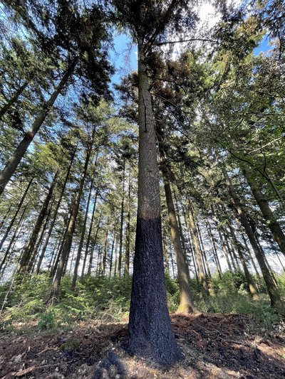 Die Douglasie illustriert die vergleichsweise hohe Feuerresistenz einzelner Nadelbaumarten: Trotz Verkohlung des unteren Stammbereichs kann das Überleben nach niedrigintensiven Waldbränden gewährleistet sein – im Kontrast zu vielen Laubbaumarten mit geringerer Borkenstärke.