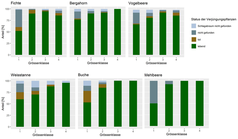 Status der Verjüngungspflanzen nach Baumart und Grössenklasse