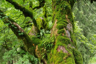 Ein mit Moosen und Farnen bewachsener Laubbaum