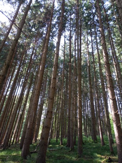 dichter Nadelwald