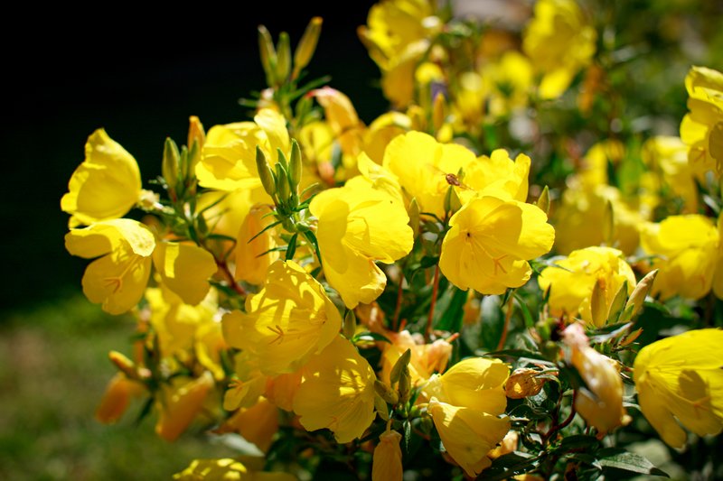 Strauch mit gelben Blüten