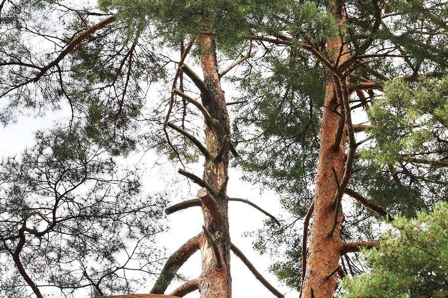 Auffällige Symptome an Föhren: ein Überblick 1 Auffällige Symptome an Föhren: ein Überblick