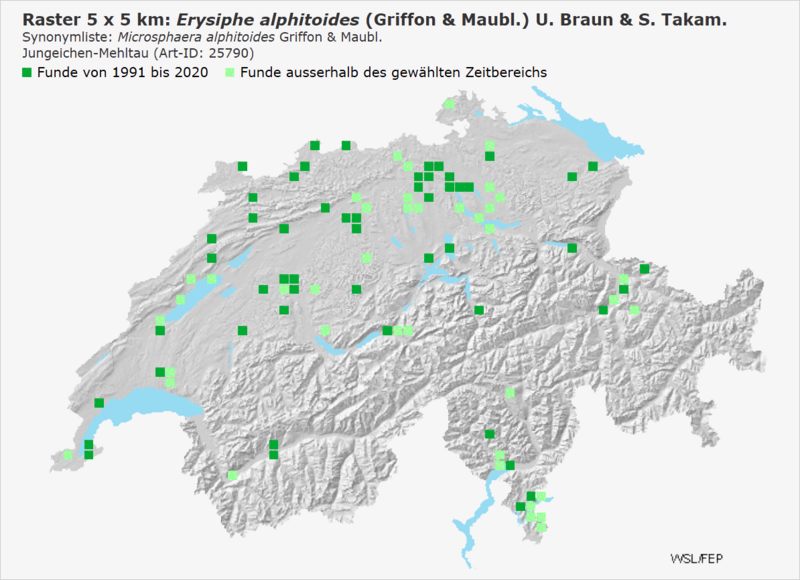 Verbreitung von Erysiphe alphitoides in der Schweiz