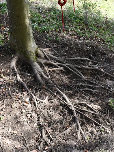 freigelegte Wurzeln eines Waldbaumes