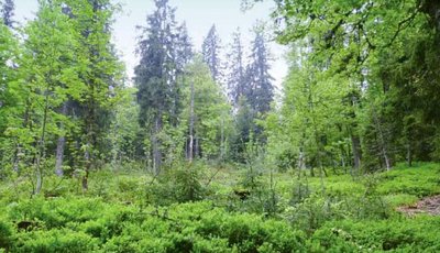 sparse mixed coniferous forest