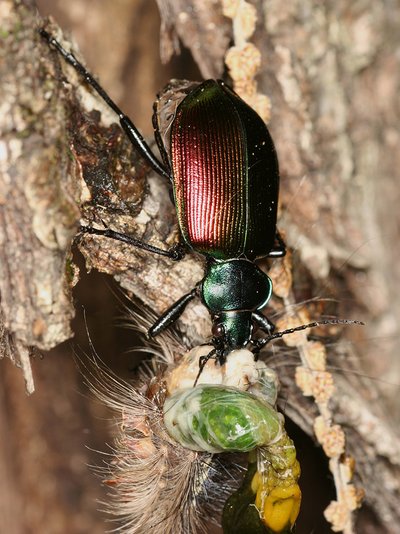 caterpillar hunter (Calosoma sycophanta)