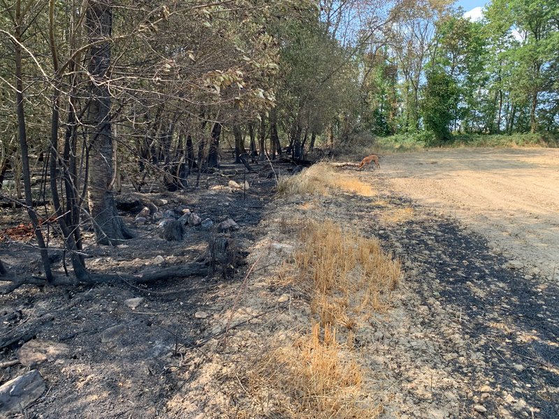 Trockene Waldränder gelten als besonders gefährdet: Funkenflug bei der Getreideernte kann hier leicht Flurbrände auslösen, die auf den Wald übergreifen.