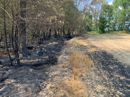 Verkohlter, strukturarm ausgeprägter Waldrand auf der Brandfläche bei Sitters – fehlende Bestandsstruktur begünstigt hier das Übergreifen von Feuer auf den Wald.