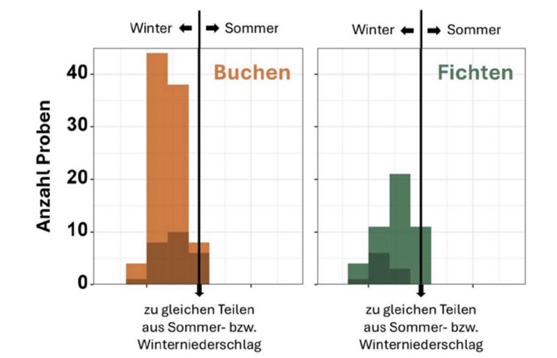 Darstellung der Herkunft des Baumwassers bei Buche und Fichte 