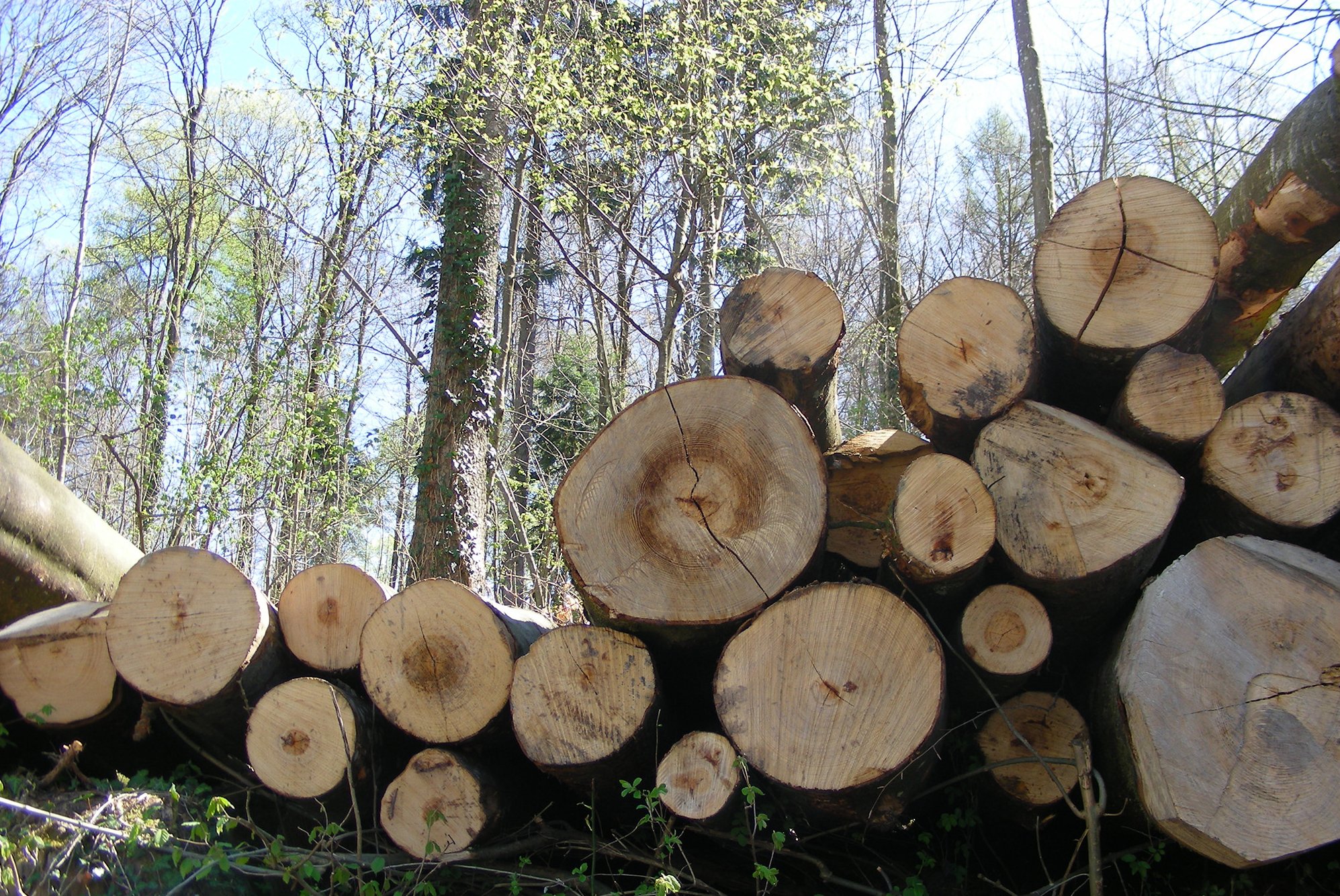 Digitale Transformation in der Waldbewirtschaftung