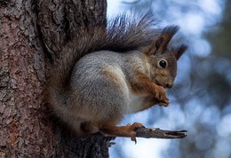 variations native squirrels