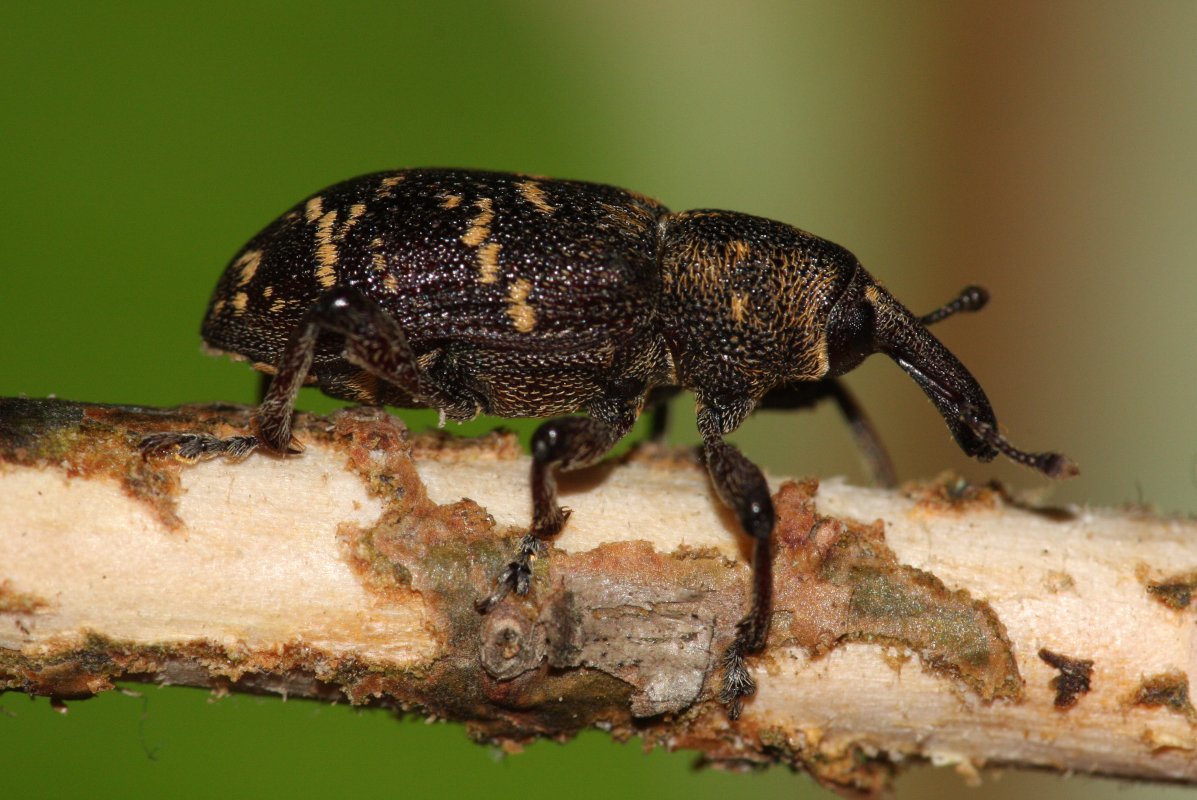 brauner Käfer mit einem Rüssel