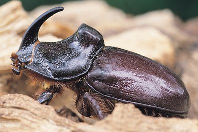 großer brauner Käfer mit einem horn