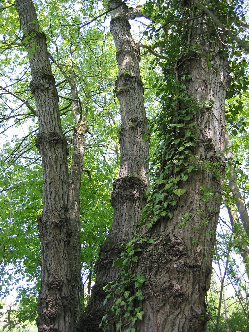  typical burls on the trunk