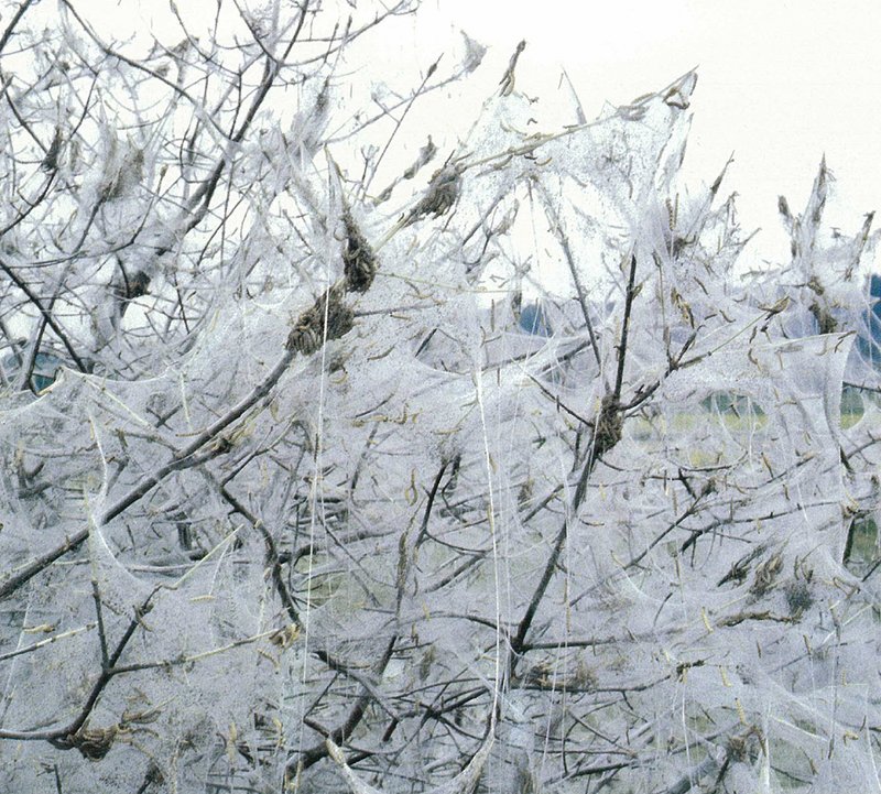 Les toiles blanches peuvent complètement recouvrir les arbres