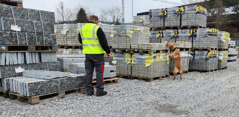 Spürhund bei der Lagerplatzkontrolle