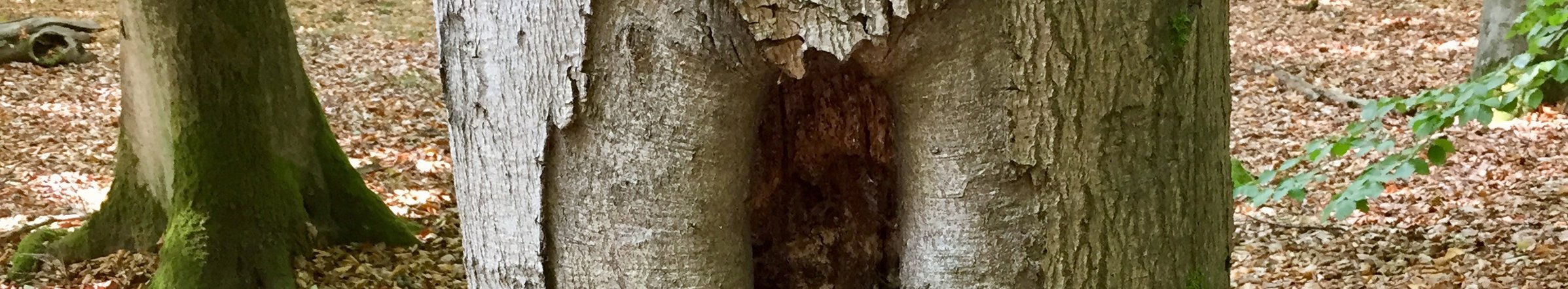Mulmhöhle in einer Rotbuche. Höhleneingang etwa 80 cm über dem Waldboden.