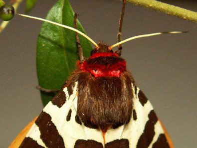 ein bunter Schmetterling