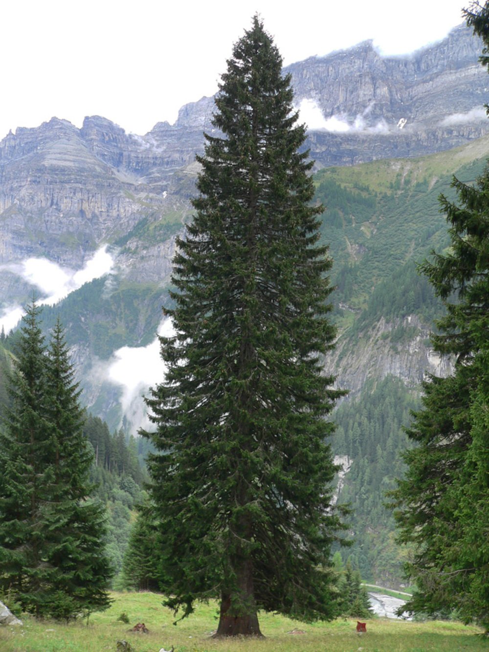 Die Fichte Picea Abies Waldwissen