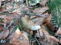 Losung des Auerhuhns