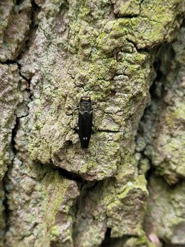 Grünglänzender länglicher Käfer sitzt auf einer Eichenrinde