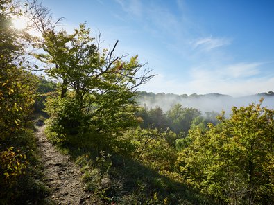 Naturnaher Wald an einem sonnigen Morgen. Ein schmaler, steiniger Pfad führt durch dichtes Gehölz, während Nebel über dem bewaldeten Tal liegt.