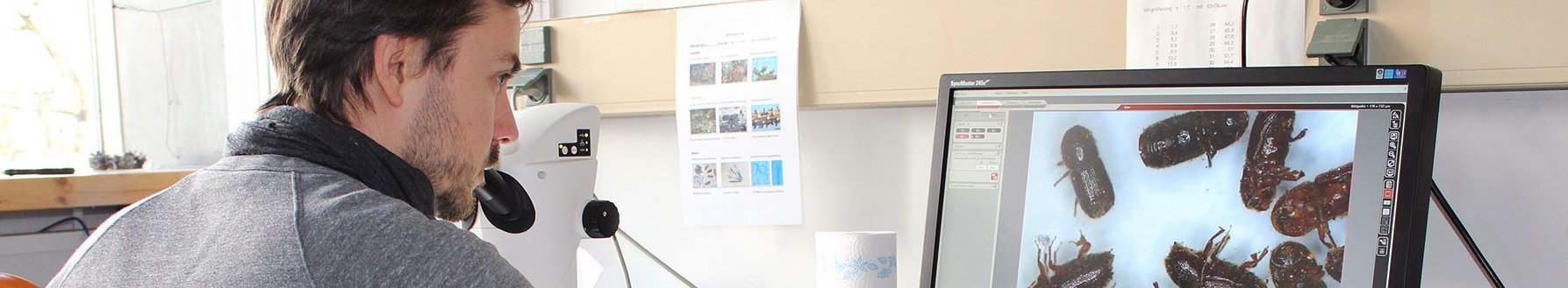 Ein Mann schaut Käfer auf einem Bildschirm an