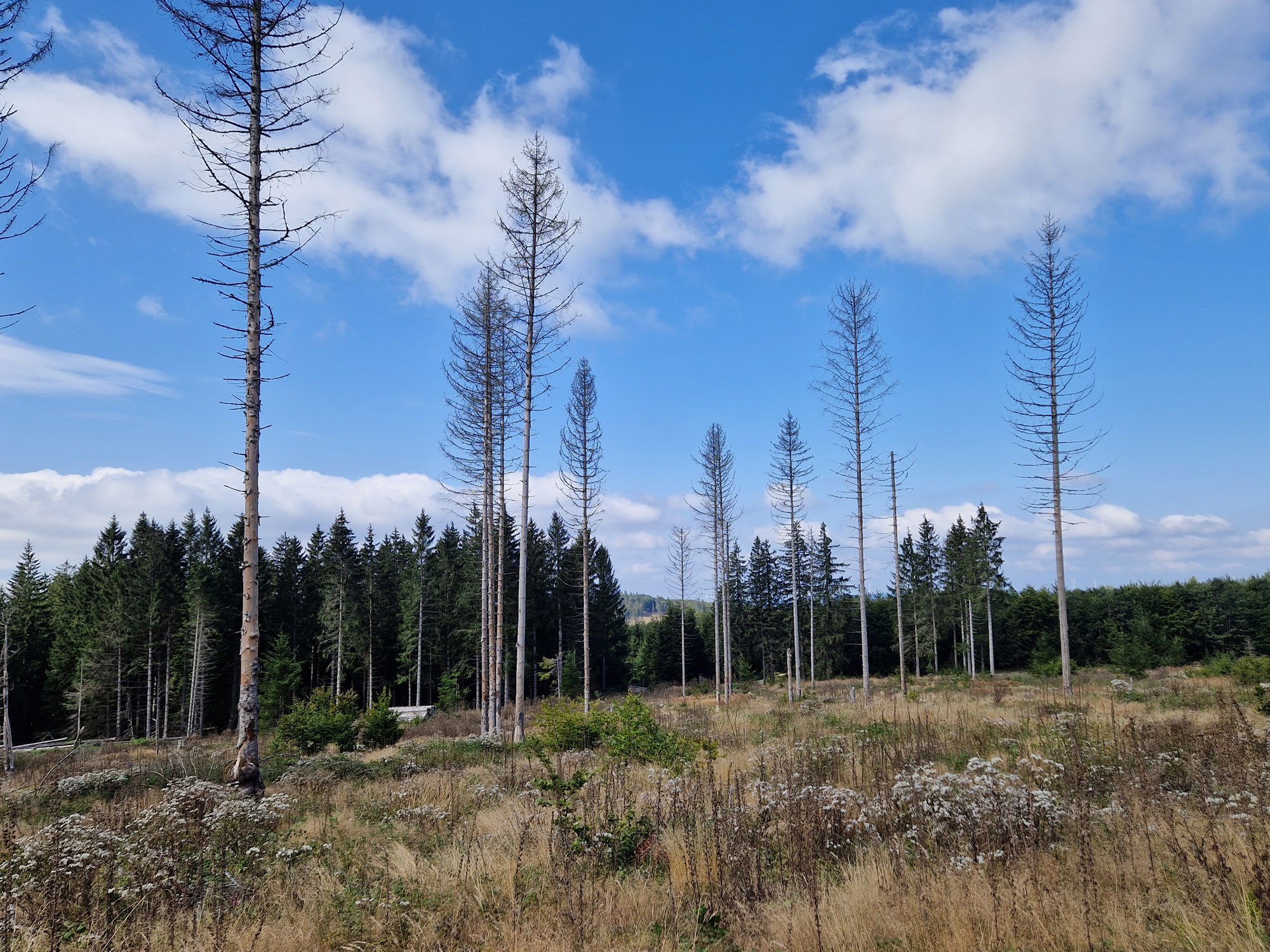 Unser Wald im Wandel: Wiederbewaldung seit 2018 1 Unser Wald im Wandel: Wiederbewaldung seit 2018