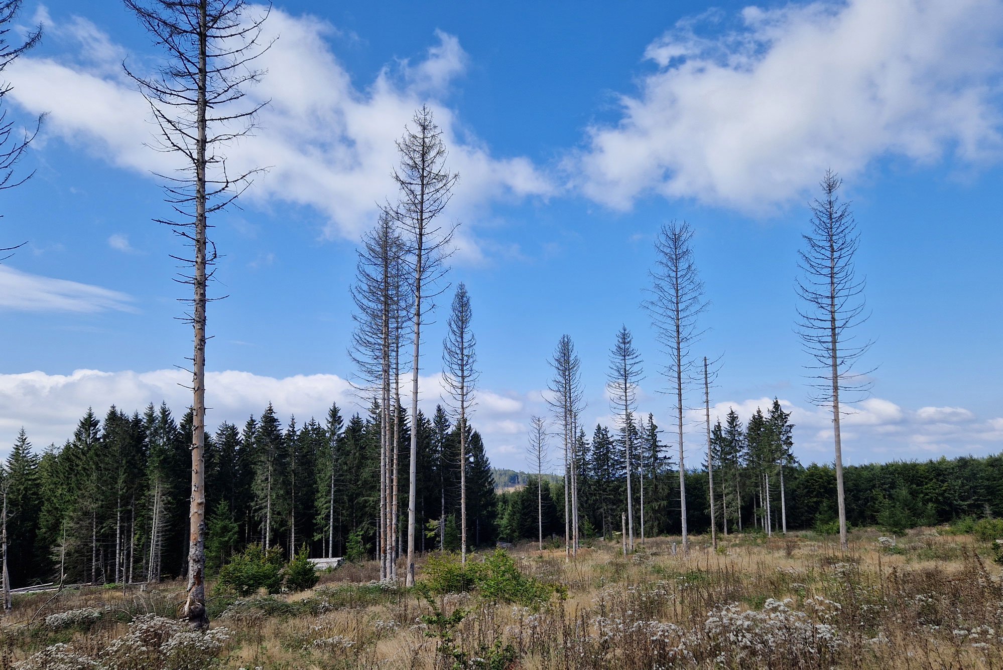 Wiederbewaldung als Herausforderung