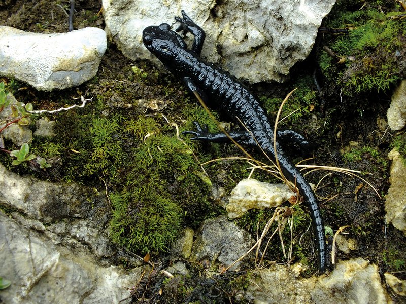 schwarzer Salamander