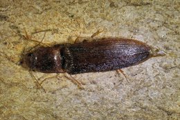 dunkelbrauner länglicher Käfer