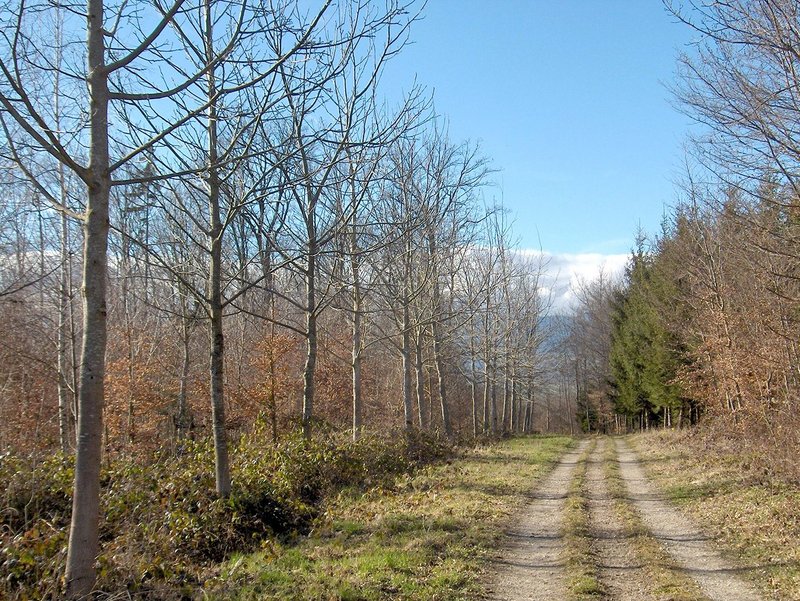 Splendide allée de noyers hybrides