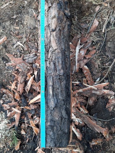 Angekohlte Rinde mit geschädigtem Bast