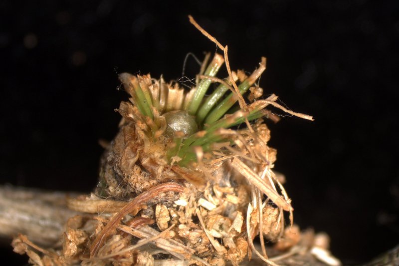 Abgefressene Lärchennadeln und Knospe von Zweitaustrieb