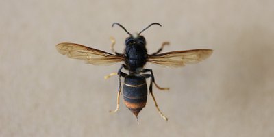 Hornisse mit schwarzem Hinterleib