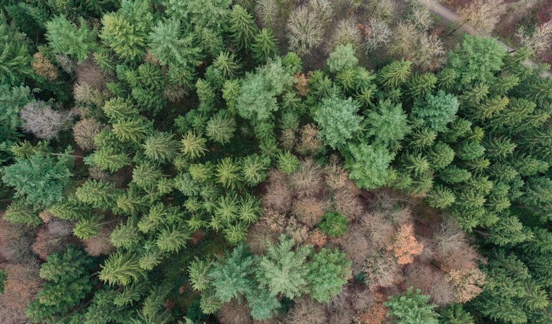 Luftaufnahme von oben zeigt eine Mischung grüner Nadelbäume und herbstlich gefärbter Laubbäume