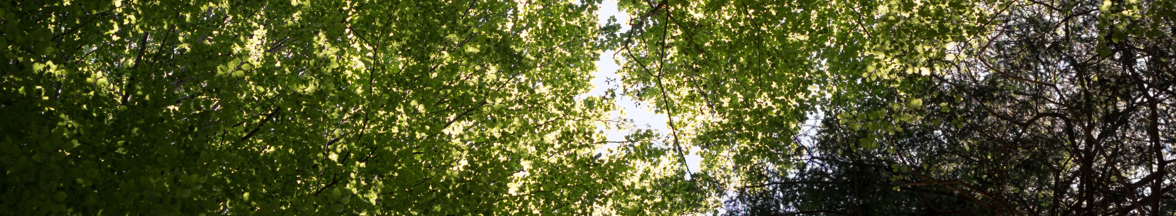 Baumkronen von Buchen und Fichten von unten betrachtet