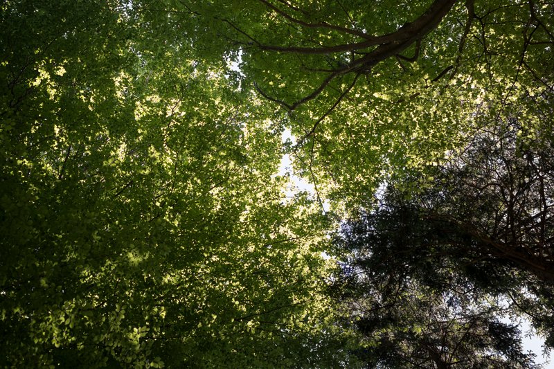 Baumkronen von Buchen und Fichten von unten betrachtet