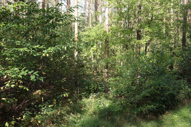 Kiefer mit STK Unterstand