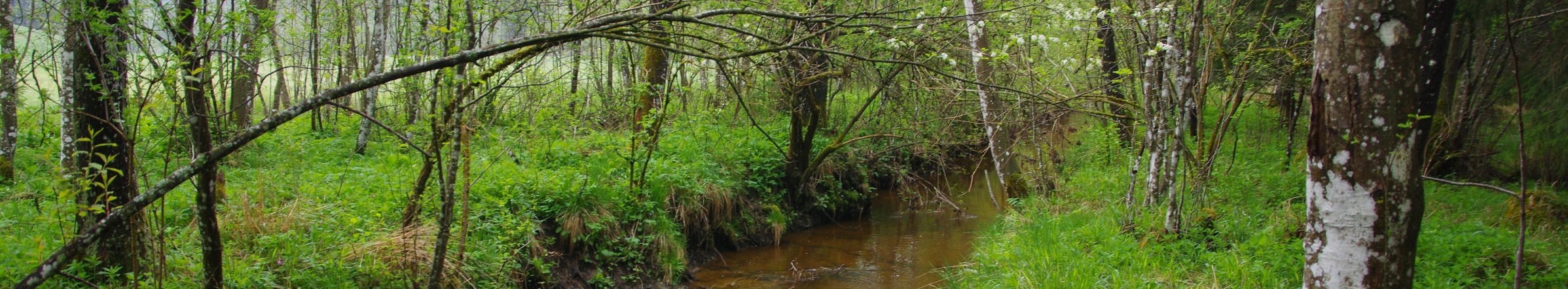 ein Laubwald an einem Bach
