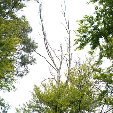 Krone mit zahlreichen toten Ästen
