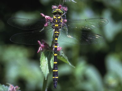 Quellbewohnende Libellenart