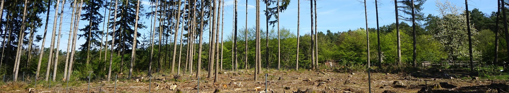 Gerodete Waldfläche mit wenigen stehenden Bäumen
