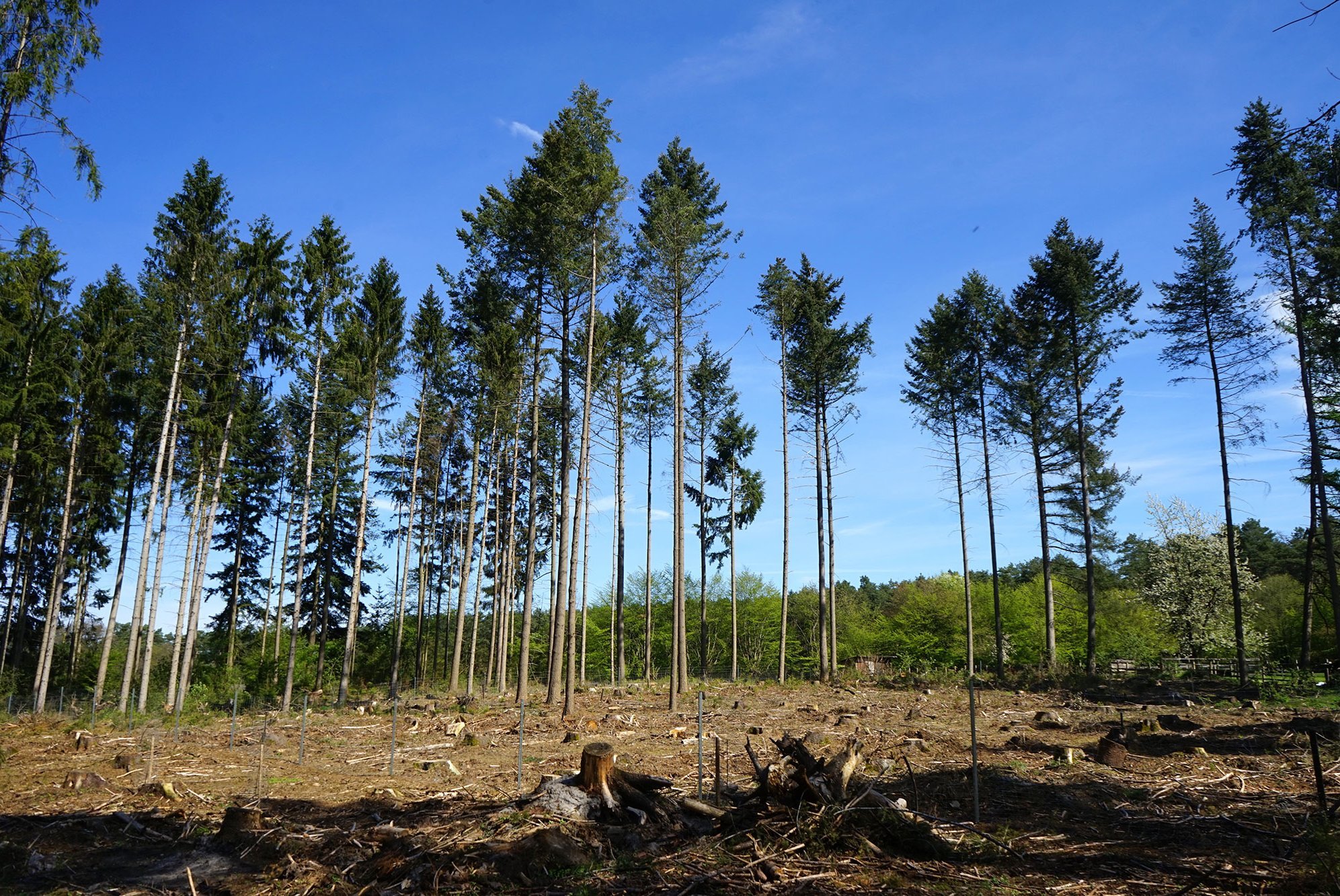 Gerodete Waldfläche mit wenigen stehenden Bäumen