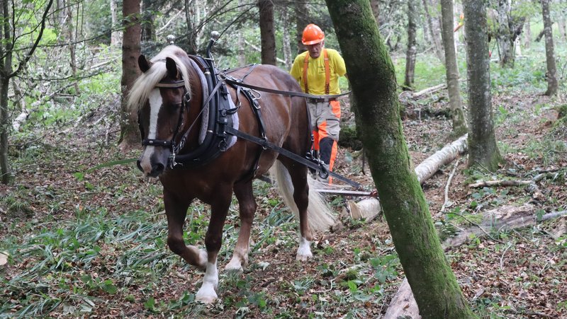 Mensch und Pferd als Team bei der Waldarbeit