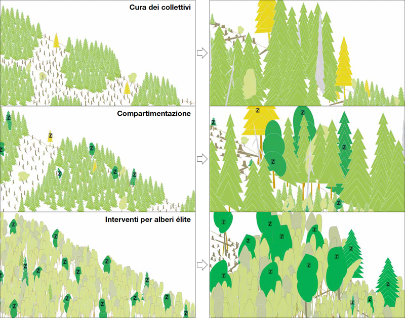 tre misure per il mantenimento dei giovani boschi nelle foreste di montagna